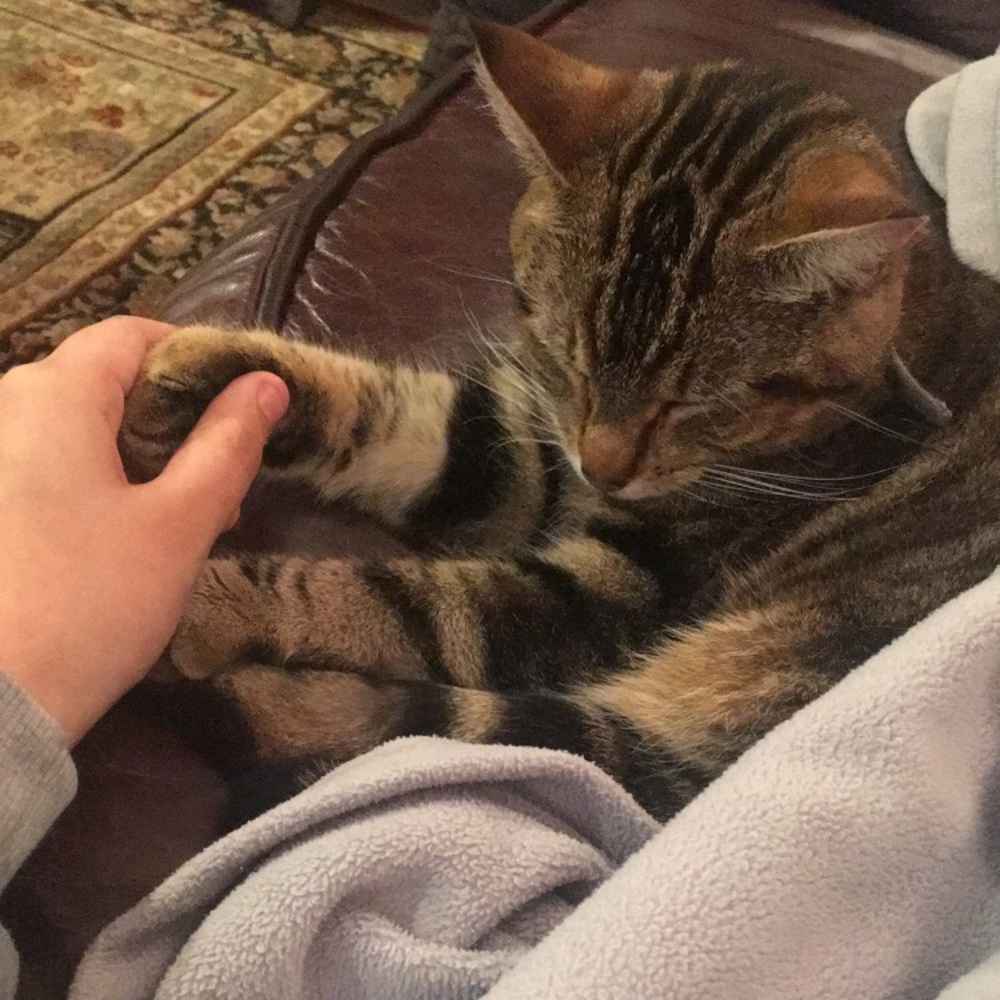 Meet your Posher, Abby